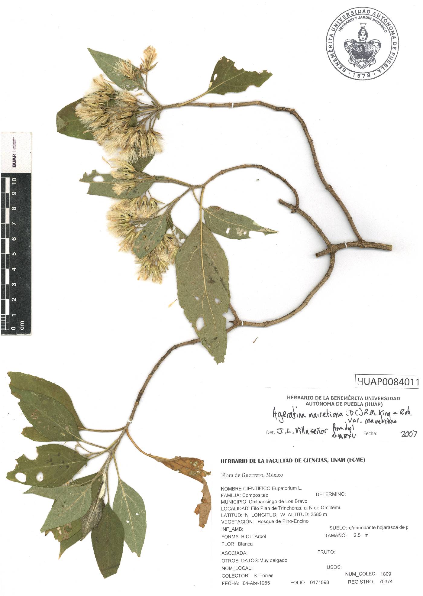 Ageratina mairetiana var. mairetiana image