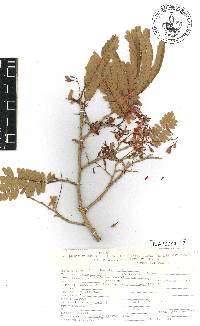 Tamarindus indica image