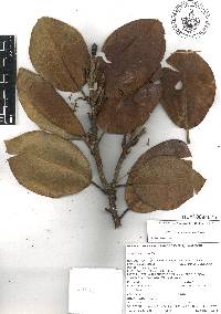 Magnolia vazquezii image