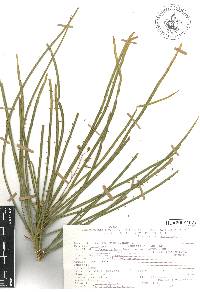 Parkinsonia aculeata image