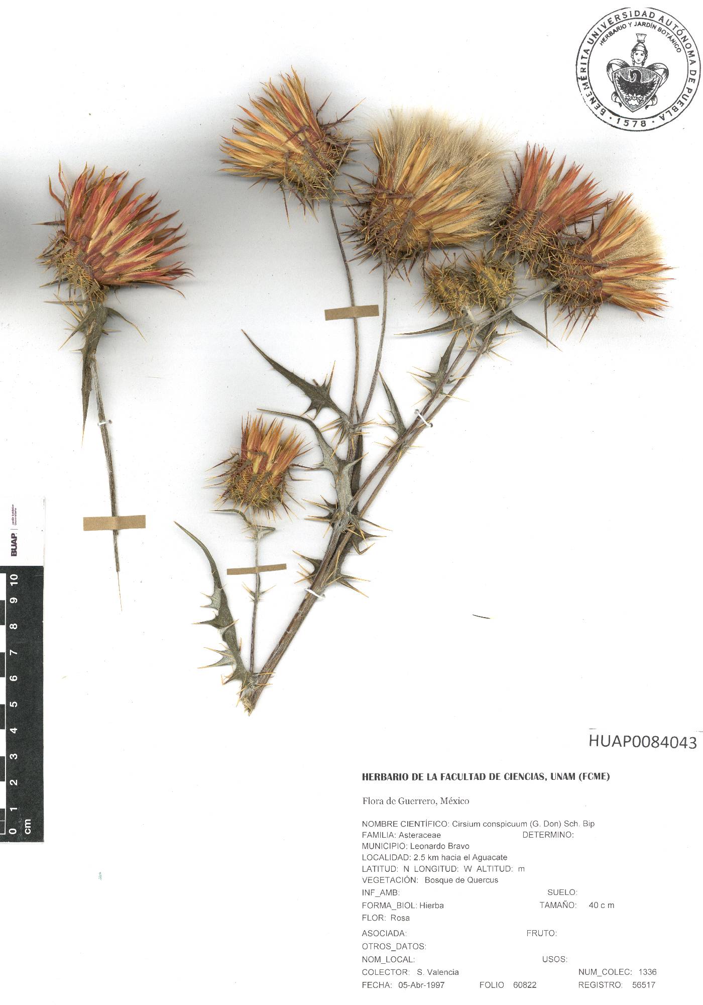 Cirsium conspicuum image