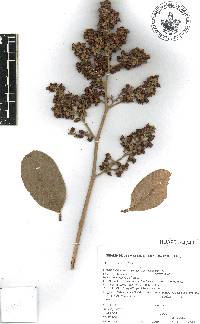 Tetracera portobellensis image