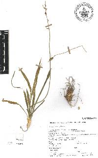 Echeandia parviflora image