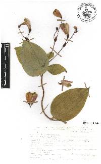 Bomarea edulis image