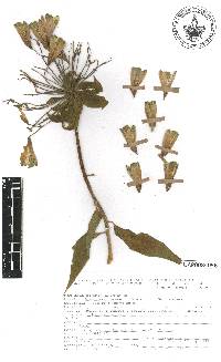 Bomarea edulis image