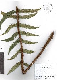 Dryopteris wallichiana image