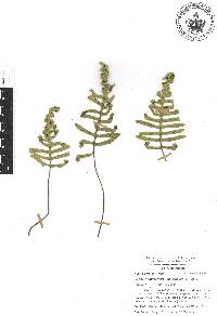 Pleopeltis madrensis image