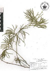 Diphasiastrum thyoides image