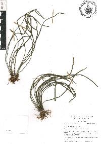 Vittaria graminifolia image