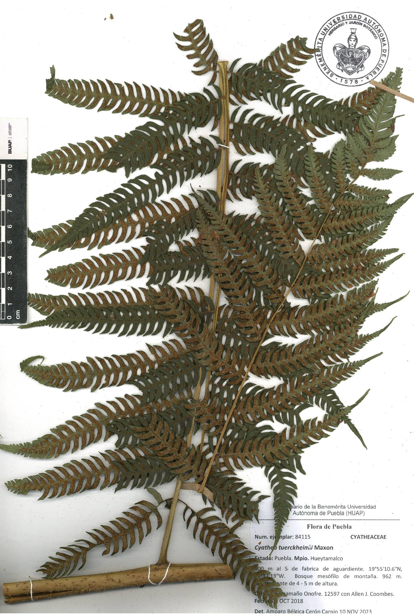 Cyathea tuerckheimii image
