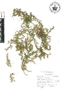 Selaginella schiedeana image