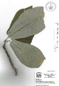 Image of Magnolia alejandrae