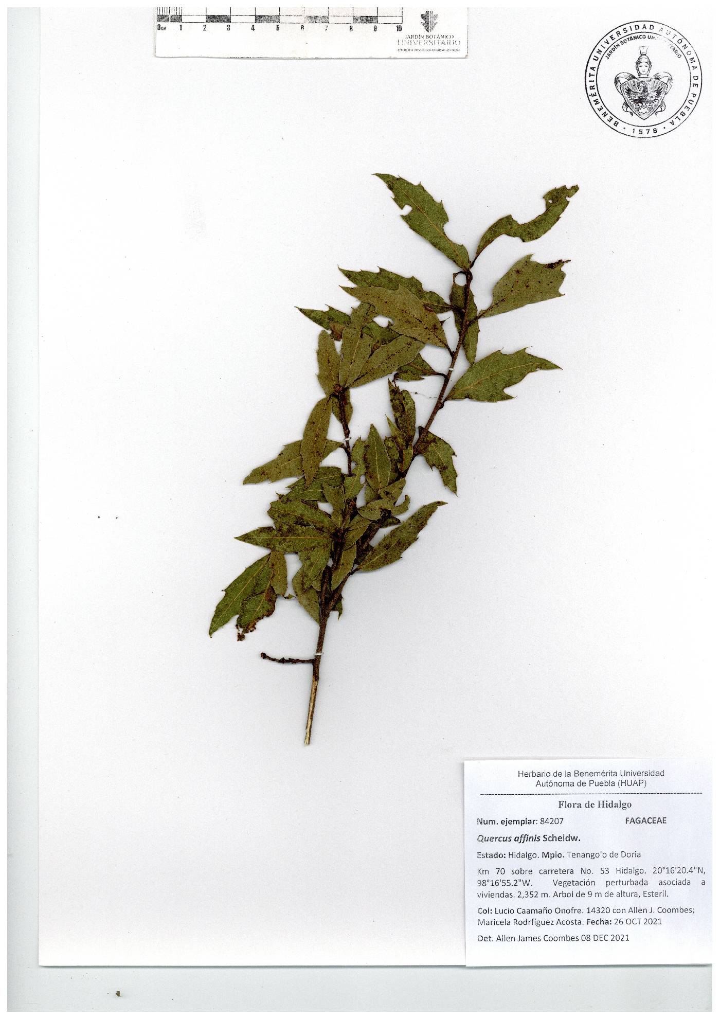 Quercus affinis image