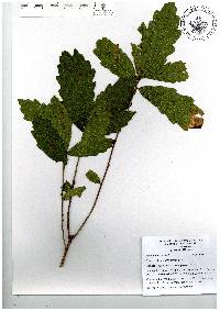 Quercus toxicodendrifolia image