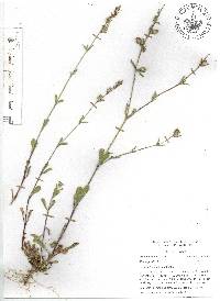 Silene gallica image