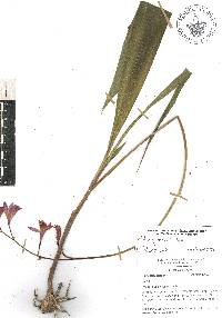 Bletia parkinsonii image