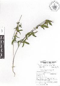 Passiflora suberosa subsp. litoralis image