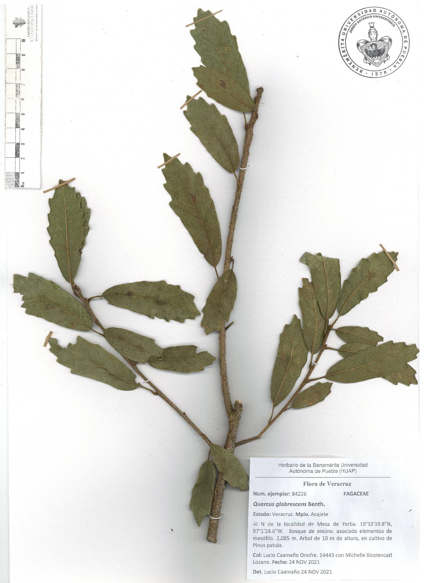 Quercus glabrescens image