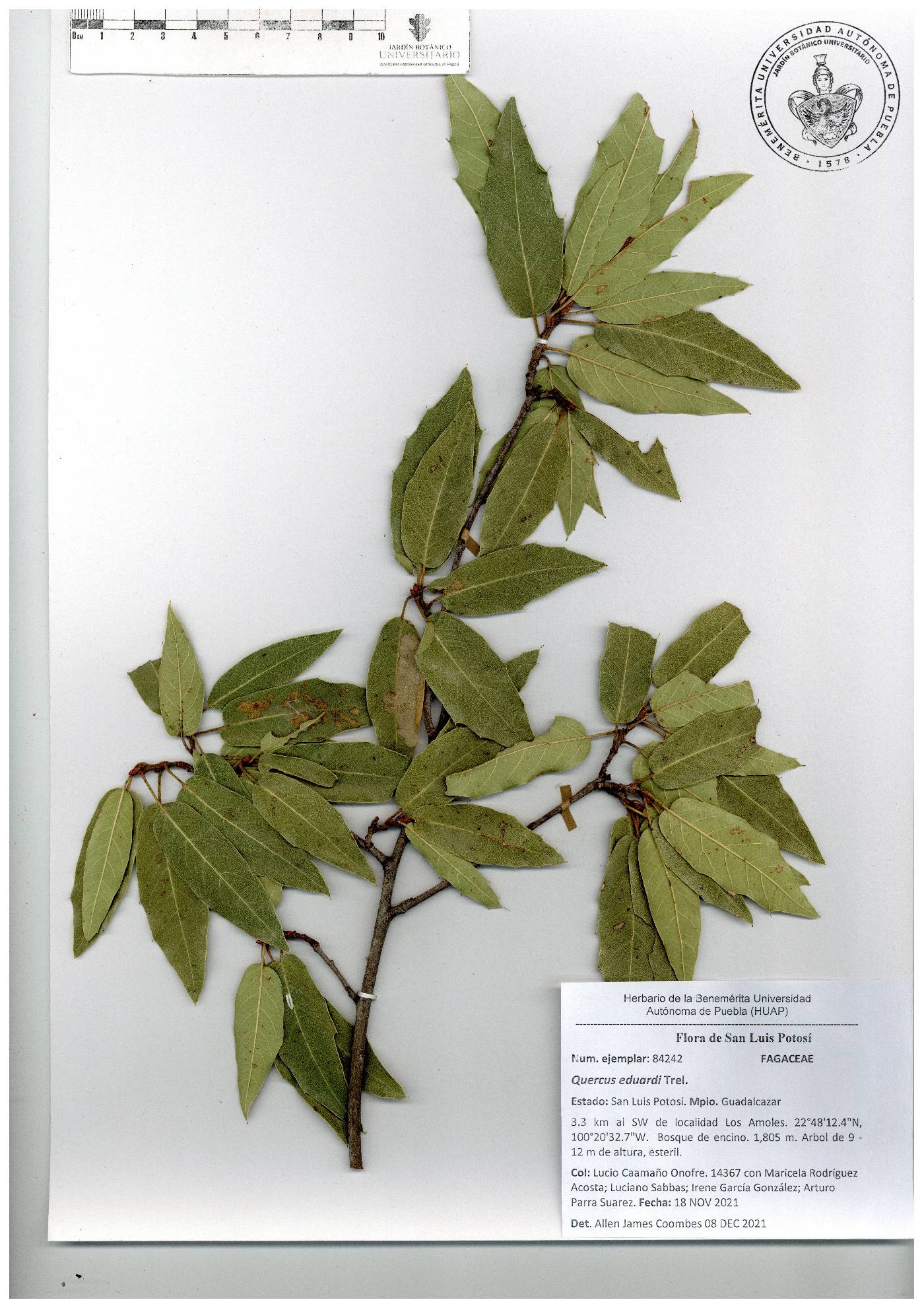 Quercus eduardi image