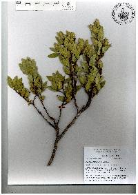 Quercus galeanensis image