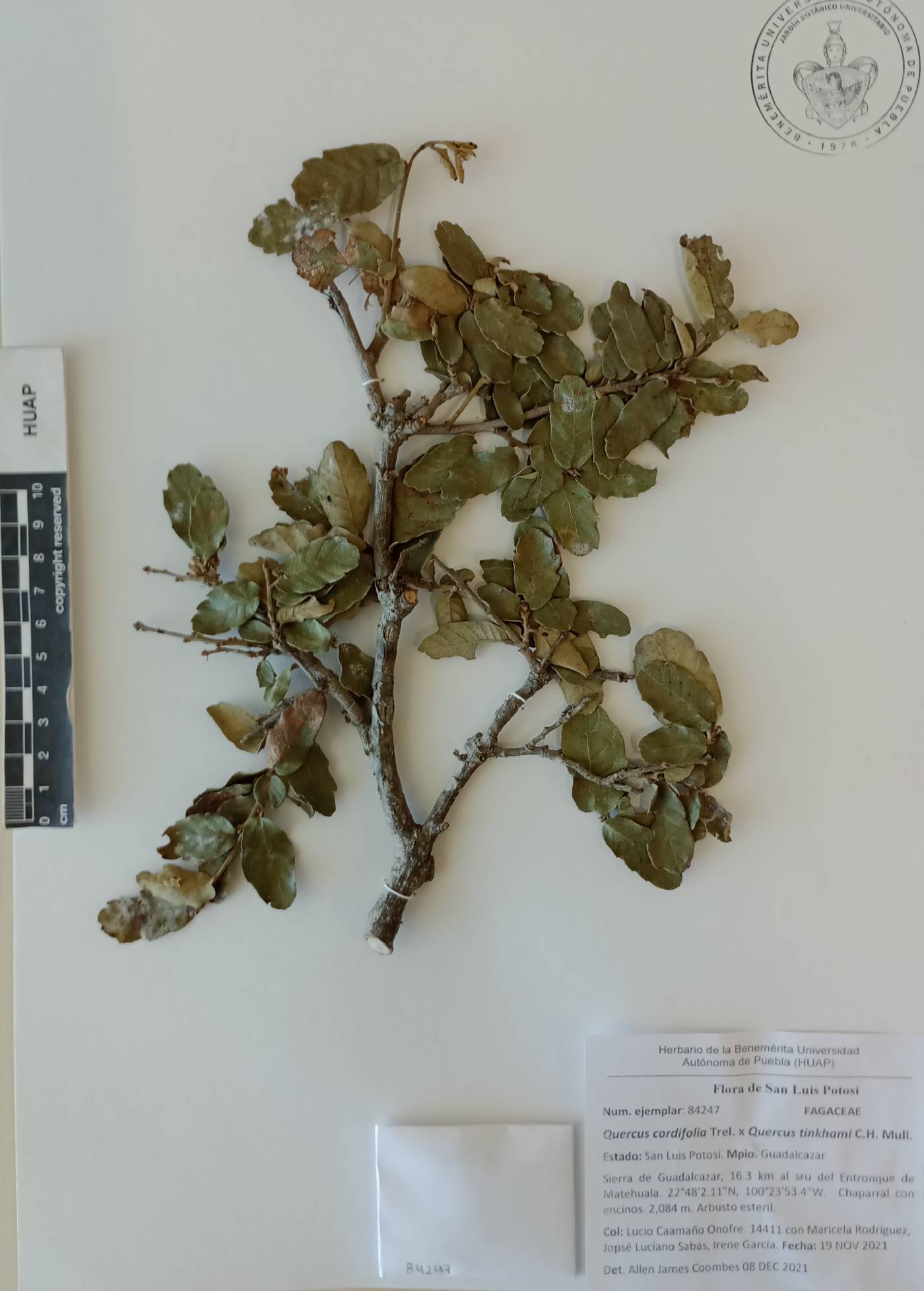 Quercus cordifolia image