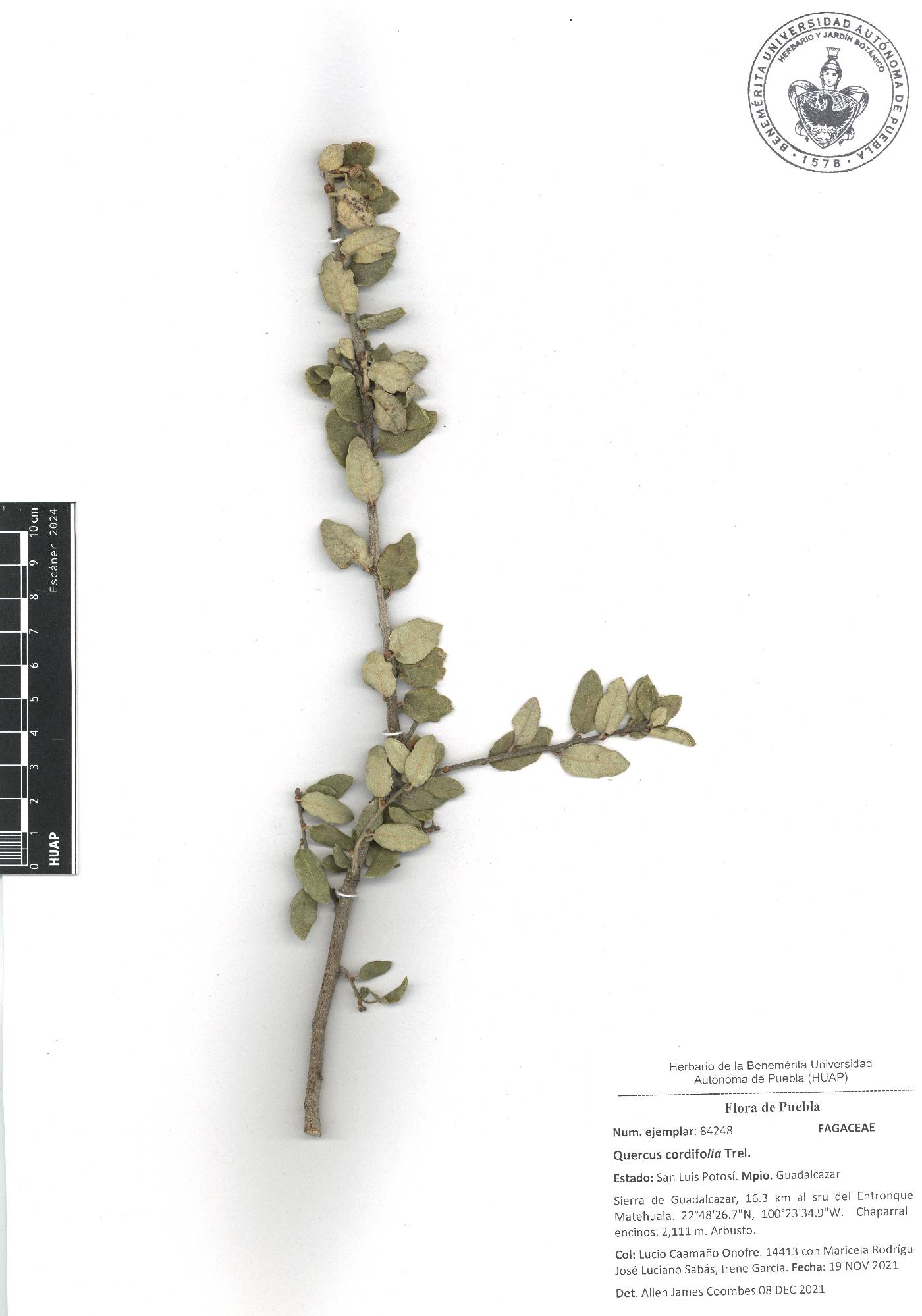 Quercus cordifolia image