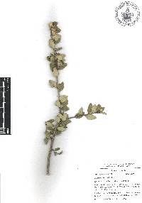 Quercus cordifolia image