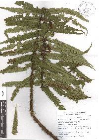 Dryopteris wallichiana image