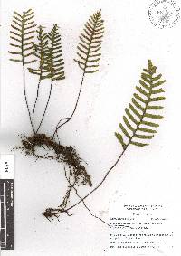 Pleopeltis madrensis image