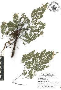 Adiantum andicola image