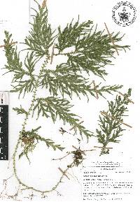 Selaginella stellata image