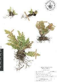 Selaginella pallescens image