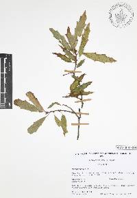 Quercus canbyi image