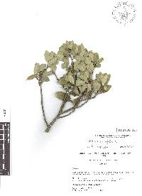 Quercus microphylla image
