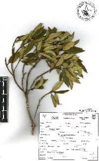 Bejaria aestuans image