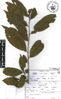 Symplocos coccinea image