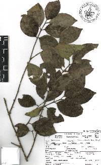 Symplocos limoncillo image