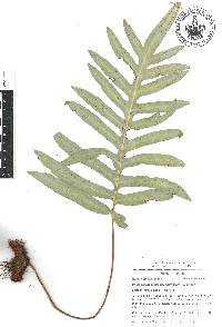 Phlebodium pseudoaureum image