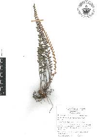 Astrolepis crassifolia image