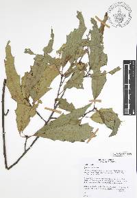 Quercus canbyi image