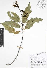 Quercus canbyi image