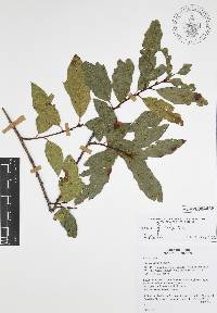 Quercus canbyi image