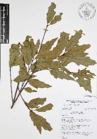 Quercus canbyi image