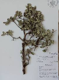 Quercus cordifolia image