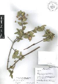 Quercus cordifolia image