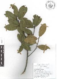 Quercus × dysophylla image