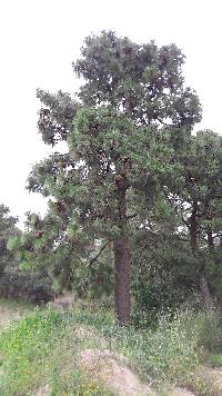 Pinus montezumae image