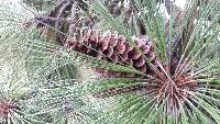 Pinus montezumae image