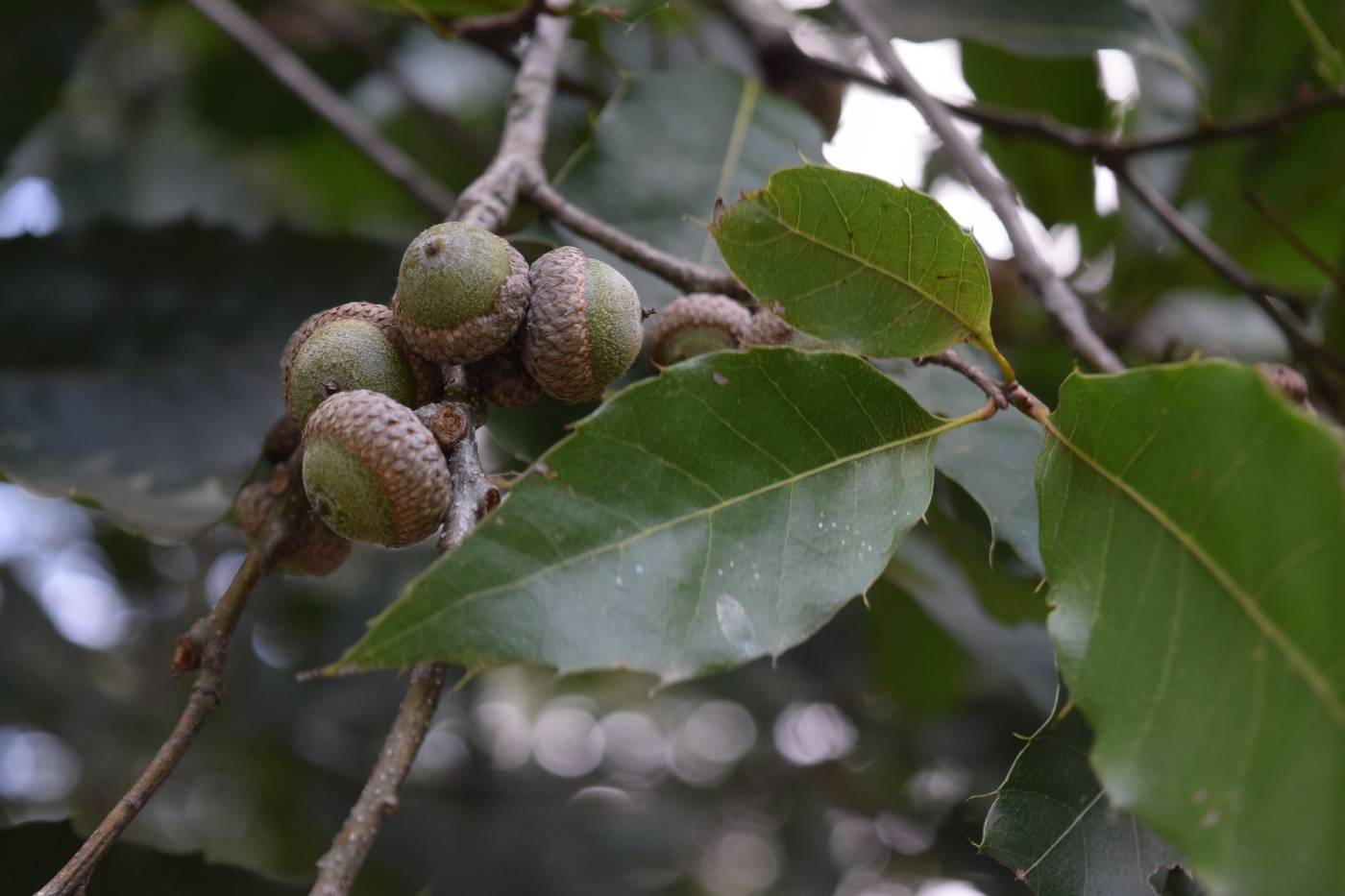 Quercus xalapensis image