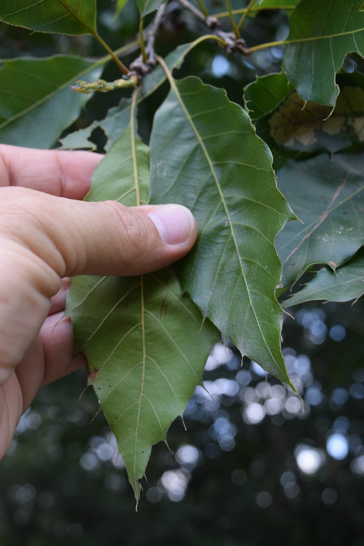 Quercus xalapensis image